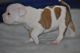 American Bully Puppies for sale in Fayetteville, GA, USA. price: $1,700