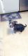 American Bully Puppies for sale in Allentown, PA, USA. price: NA