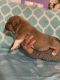 American Bully Puppies for sale in Windham, CT, USA. price: NA