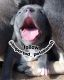 American Bully Puppies for sale in Amritsar Cantt., Punjab, India. price: NA
