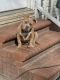 American Bully Puppies for sale in Blythewood, SC, USA. price: $1,000