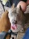 American Bully Puppies for sale in Waynesboro, TN 38485, USA. price: NA
