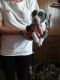 American Bully Puppies for sale in Des Plaines, IL, USA. price: NA