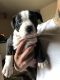 American Bully Puppies for sale in Inwood, New York, NY 10034, USA. price: NA