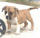 American Bully Puppies for sale in Sicklerville, NJ 08081, USA. price: $1,000