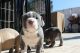 American Bully Puppies for sale in Sylmar, Los Angeles, CA, USA. price: NA
