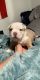 American Bully Puppies for sale in San Jose, CA, USA. price: $1,000
