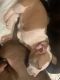 American Bully Puppies for sale in 4608 Blue Skies Dr, Bulverde, TX 78163, USA. price: $250