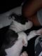 American Bully Puppies for sale in 3219 N Buffum St, Milwaukee, WI 53212, USA. price: NA