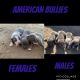American Bully Puppies for sale in Turlock, CA, USA. price: NA