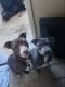 American Bully Puppies for sale in Killeen, TX 76543, USA. price: $150