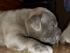 American Bully Puppies for sale in Burbank, IL 60459, USA. price: $1,200