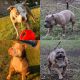 American Bully Puppies for sale in Homer Glen, IL, USA. price: $3,250