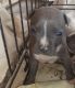 American Bully Puppies for sale in Turlock, CA 95380, USA. price: $250