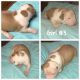 American Bully Puppies for sale in 44990 Nalley Rd, Hollywood, MD 20636, USA. price: $600