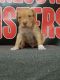 American Bully Puppies for sale in Winona, MN 55987, USA. price: $2,000