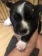 American Bully Puppies for sale in Denver, CO 80223, USA. price: $400