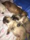 American Bully Puppies for sale in Stockton, CA, USA. price: $2,500