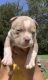 American Bully Puppies for sale in Cary, NC 27519, USA. price: $2,500