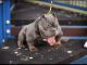 American Bully Puppies for sale in Kissimmee, FL 34746, USA. price: $5,000