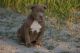 American Bully Puppies for sale in Palmdale, CA, USA. price: $2,500