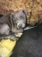 American Bully Puppies for sale in 135 Frontier Dr NW, Conyers, GA 30012, USA. price: NA