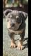 American Bully Puppies for sale in Henderson, NV, USA. price: $4,000