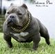 American Bully Puppies for sale in Waco, TX, USA. price: $1,200