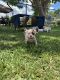 American Bully Puppies for sale in Princeton, FL 33032, USA. price: NA