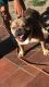 American Bully Puppies for sale in North Highlands, CA, USA. price: NA