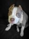 American Bully Puppies for sale in 244 Pin Oak Dr, Clarksville, TN 37040, USA. price: $1,700