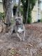 American Bully Puppies for sale in Vero Beach, FL, USA. price: NA