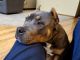 American Bully Puppies for sale in Lino Lakes, MN, USA. price: NA