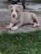 American Bully Puppies for sale in Selma, TX 78154, USA. price: $1,000