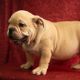 American Bully Puppies for sale in West Palm Beach, FL, USA. price: $4,000