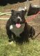 American Bully Puppies for sale in East Palo Alto, CA, USA. price: NA