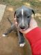 American Bully Puppies for sale in Charlotte, NC, USA. price: NA