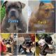American Bully Puppies for sale in Fremont, CA, USA. price: NA