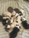 American Bully Puppies for sale in 213 W Maple Ave, Tulare, CA 93274, USA. price: NA