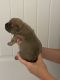 American Bully Puppies for sale in Flowery Branch, GA, USA. price: NA