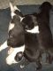 American Bully Puppies for sale in San Angelo, TX, USA. price: NA