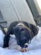 American Bully Puppies for sale in Beaverton, OR, USA. price: NA