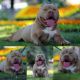 American Bully Puppies for sale in Portland, OR, USA. price: $1,000