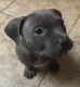 American Bully Puppies for sale in Rialto, CA 92376, USA. price: NA