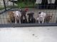 American Bully Puppies for sale in Willards, MD 21874, USA. price: NA
