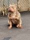 American Bully Puppies for sale in Mahopac, NY 10541, USA. price: NA