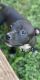 American Bully Puppies for sale in 7275 E State Hwy 29, Georgetown, TX 78626, USA. price: $935