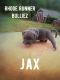 American Bully Puppies for sale in North Providence, RI, USA. price: NA