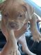 American Bully Puppies for sale in Woonsocket, RI 02895, USA. price: NA