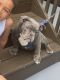 American Bully Puppies for sale in Absecon, NJ 08201, USA. price: NA
